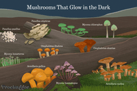蘑菇,在黑暗中发光的插图