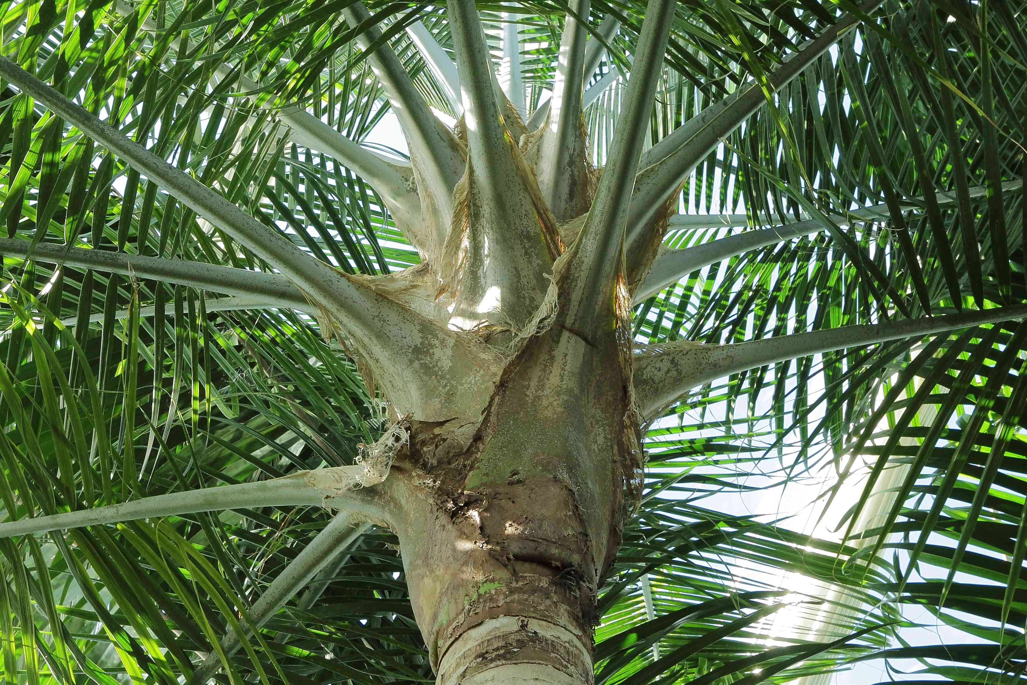 带尖刺叶子的雄伟棕榈室内植物(Ravenea rivularis)的茎的内部视图＂width=