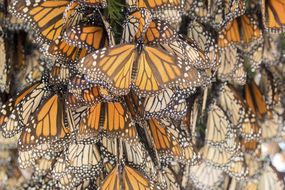 MONARCH BUTTERFLY.Danus plexippus