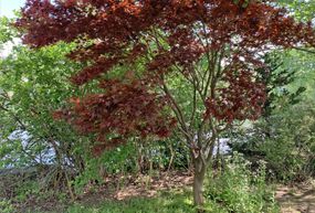 一种鲜艳的日本枫树，红叶被绿叶包围