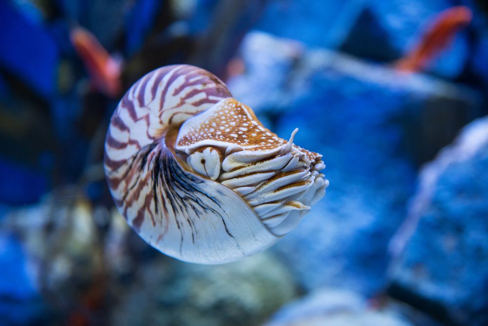 一只鹦鹉螺漂浮在水中，后面有岩石＂width=