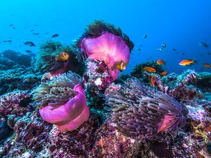 马尔代夫的珊瑚礁，周围有鱼和海洋生物