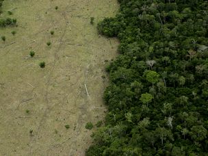 亚马逊森林砍伐牛