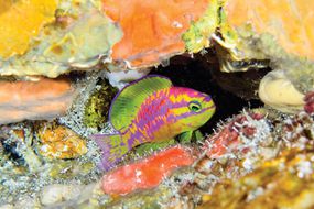 Tosanoides阿芙罗狄蒂,一个充满活力的小春天绿色的鱼,紫色和粉色的标记