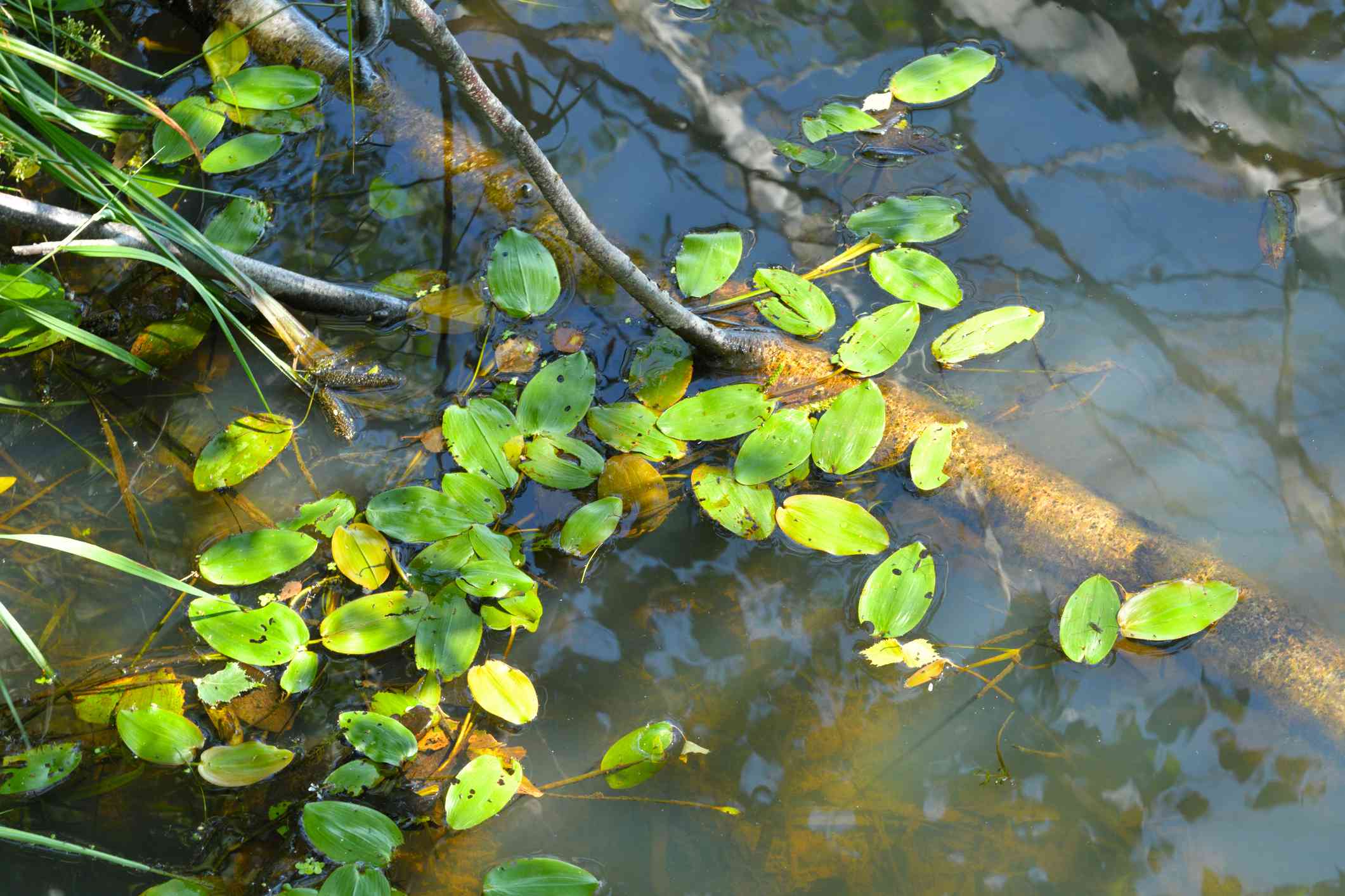 美国池塘草(Potamogeton nodosus)叶子的鸟瞰图