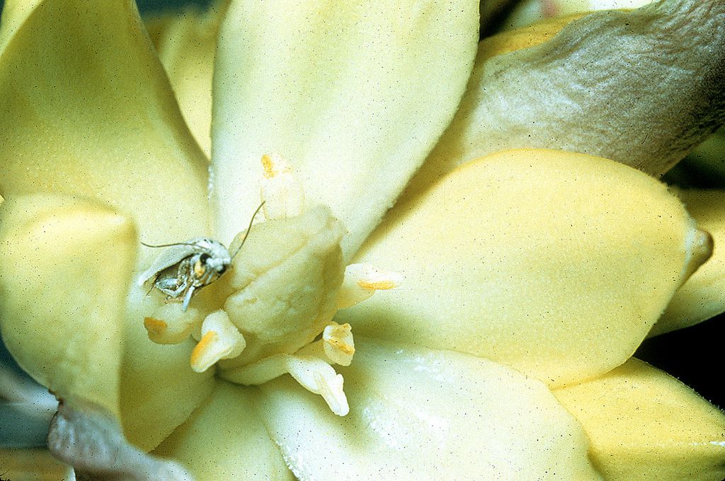 一只丝兰蛾在约书亚树的花里