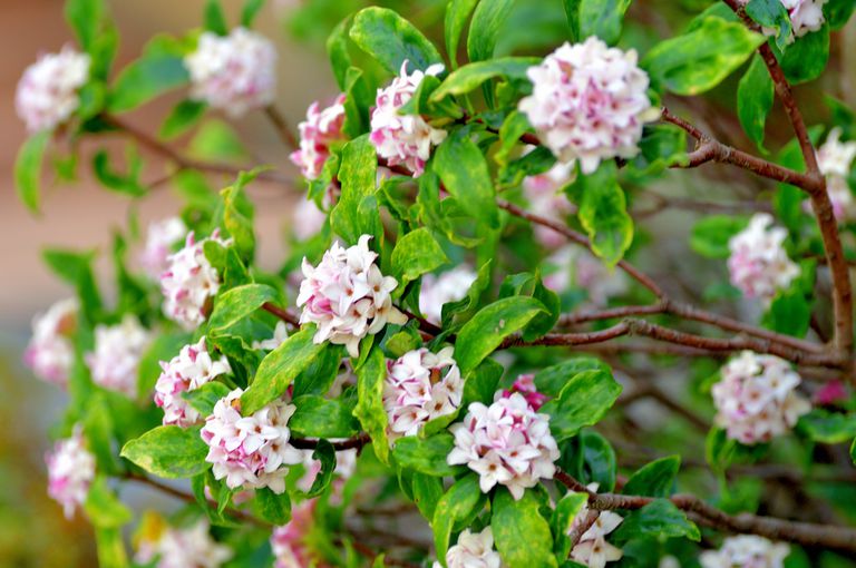 达芙妮odona /日本达芙妮/达芙妮籼稻