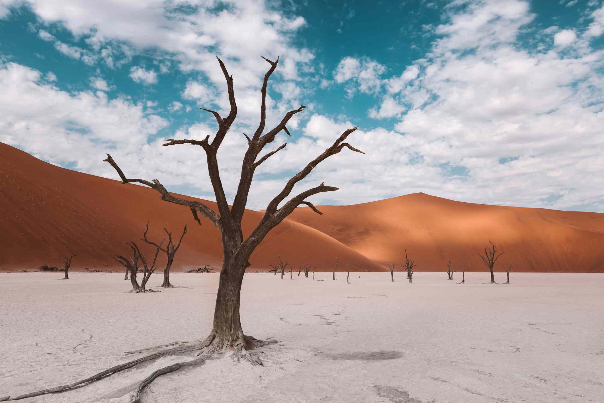 白土盘上的树，背景是红色的沙丘