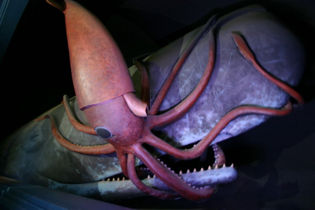 纽约市自然历史博物馆的巨型乌贼和抹香鲸模型