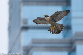 Peregrine Falcon在费城的市政厅之外。“width=