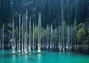 高而细的树木从山间湖泊的浅蓝色湖水中浮现出来。