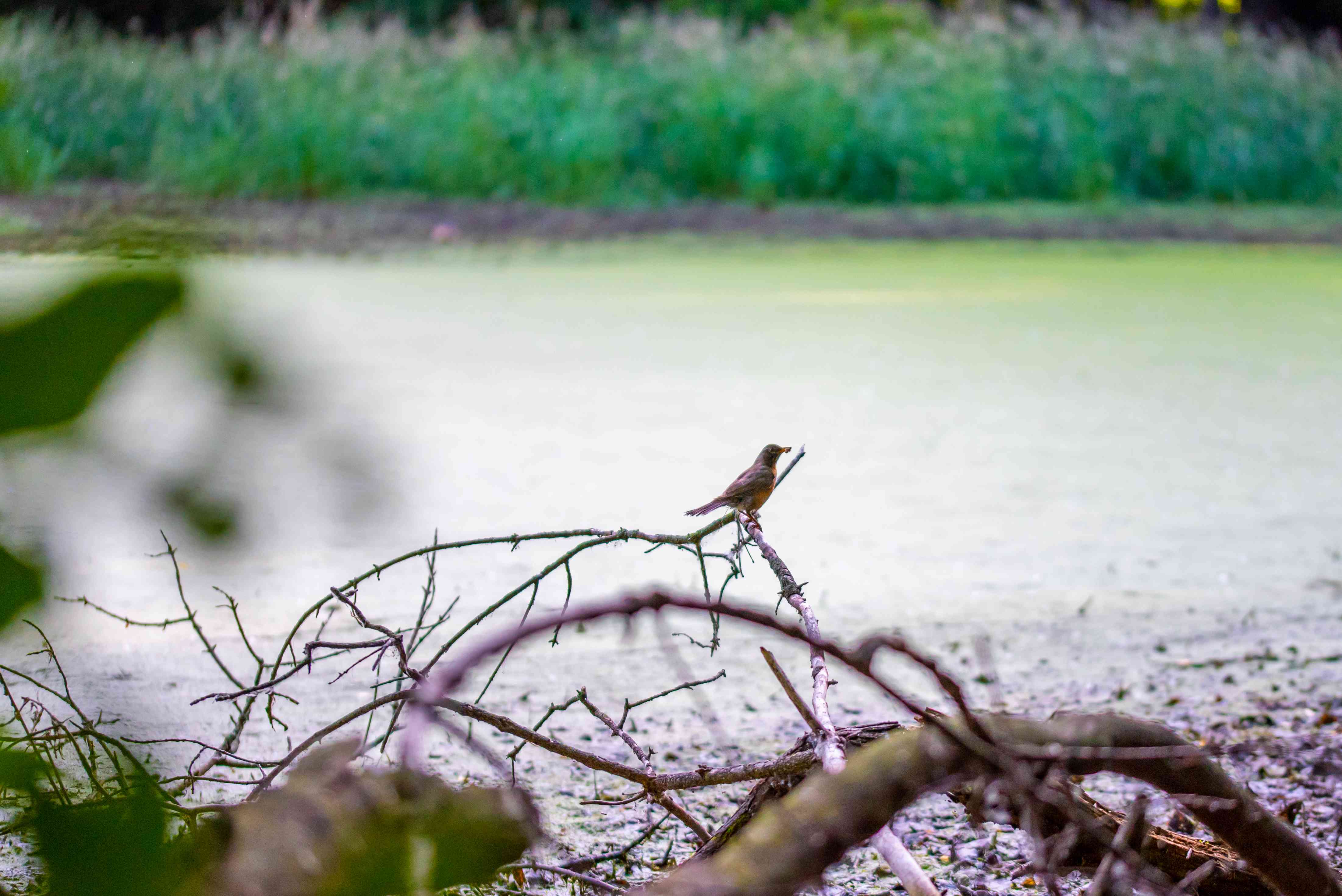小棕色鸟坐在前景的树枝上，后面模糊了高草