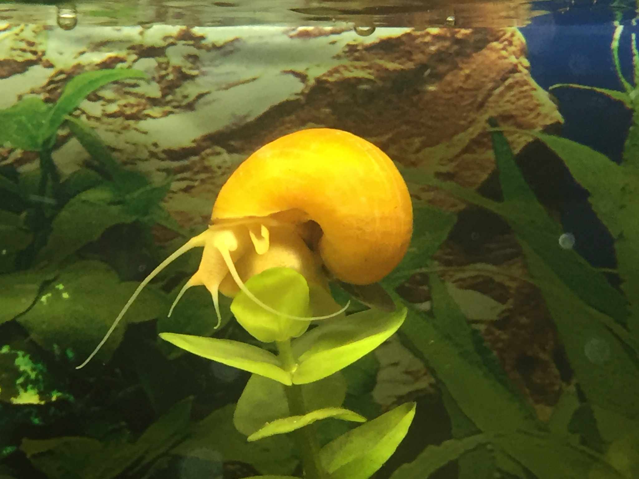一只金黄色的苹果蜗牛附在一株绿色植物上