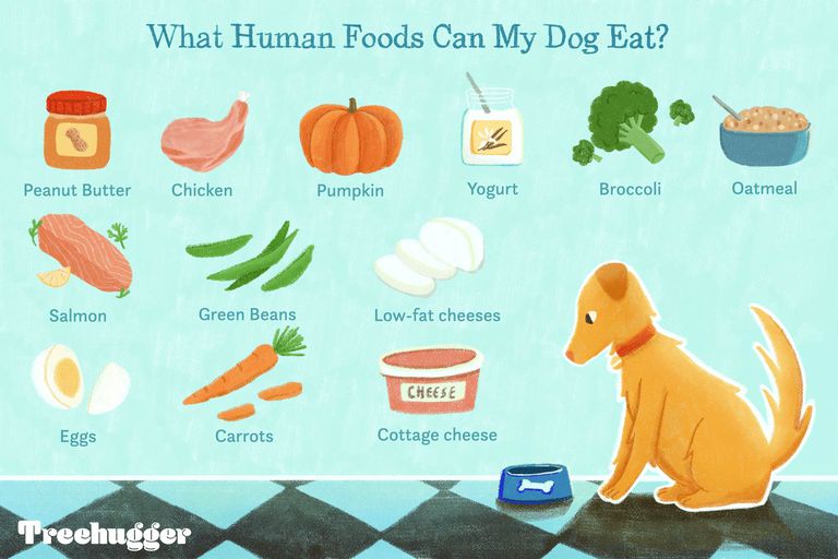 12种狗狗可以吃的食物的彩色插图，一只狗狗坐在旁边的空碗＂class=