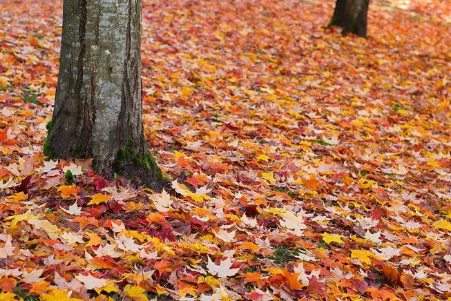 秋天在树的底部的多色叶子