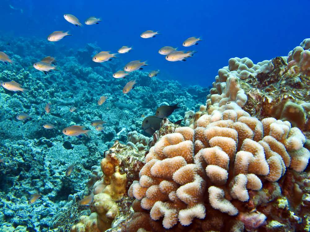 夏威夷的珊瑚礁和鱼