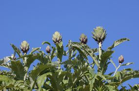 洋蓟植物与洋蓟芽在一个蓝色的天空前面＂width=