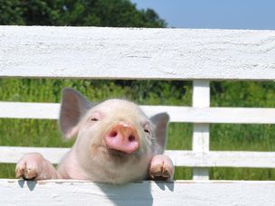 粉红猪透过白色栅栏向外张望