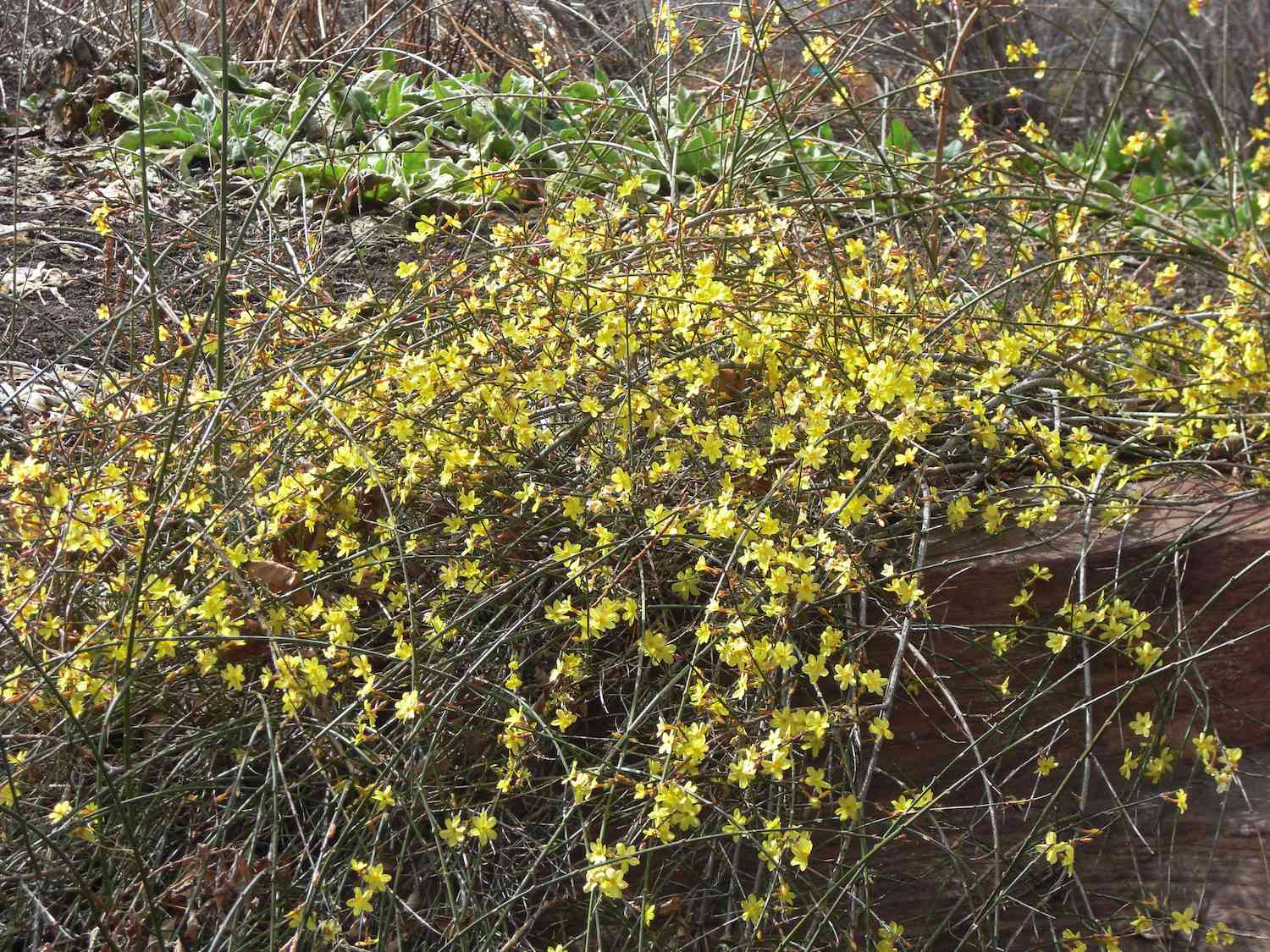 数以百计的小黄花生长在薄薄的、杂乱的冬茉莉灌木丛中