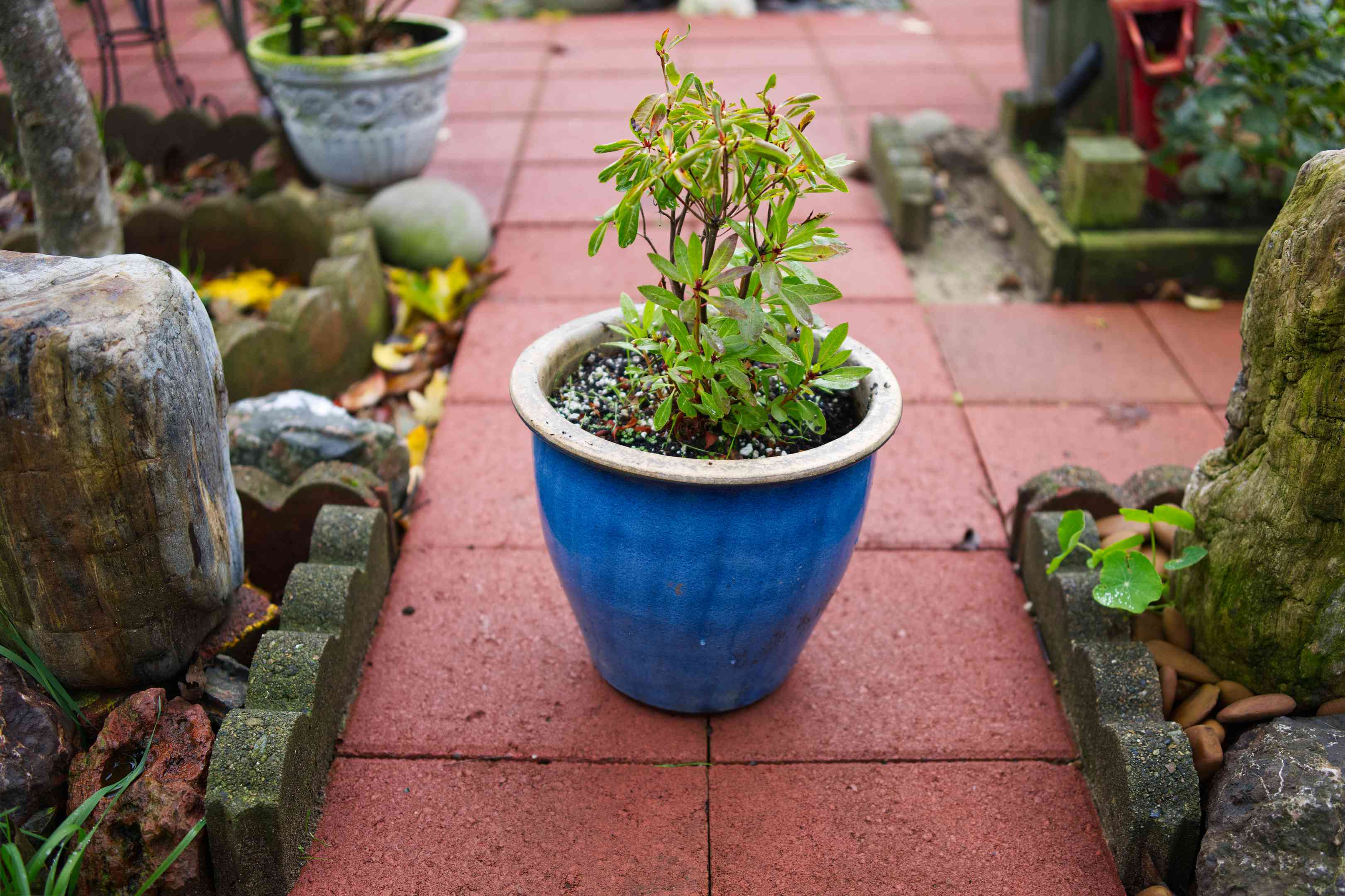 蓝色陶瓷植物容器花盆外铺花园天井