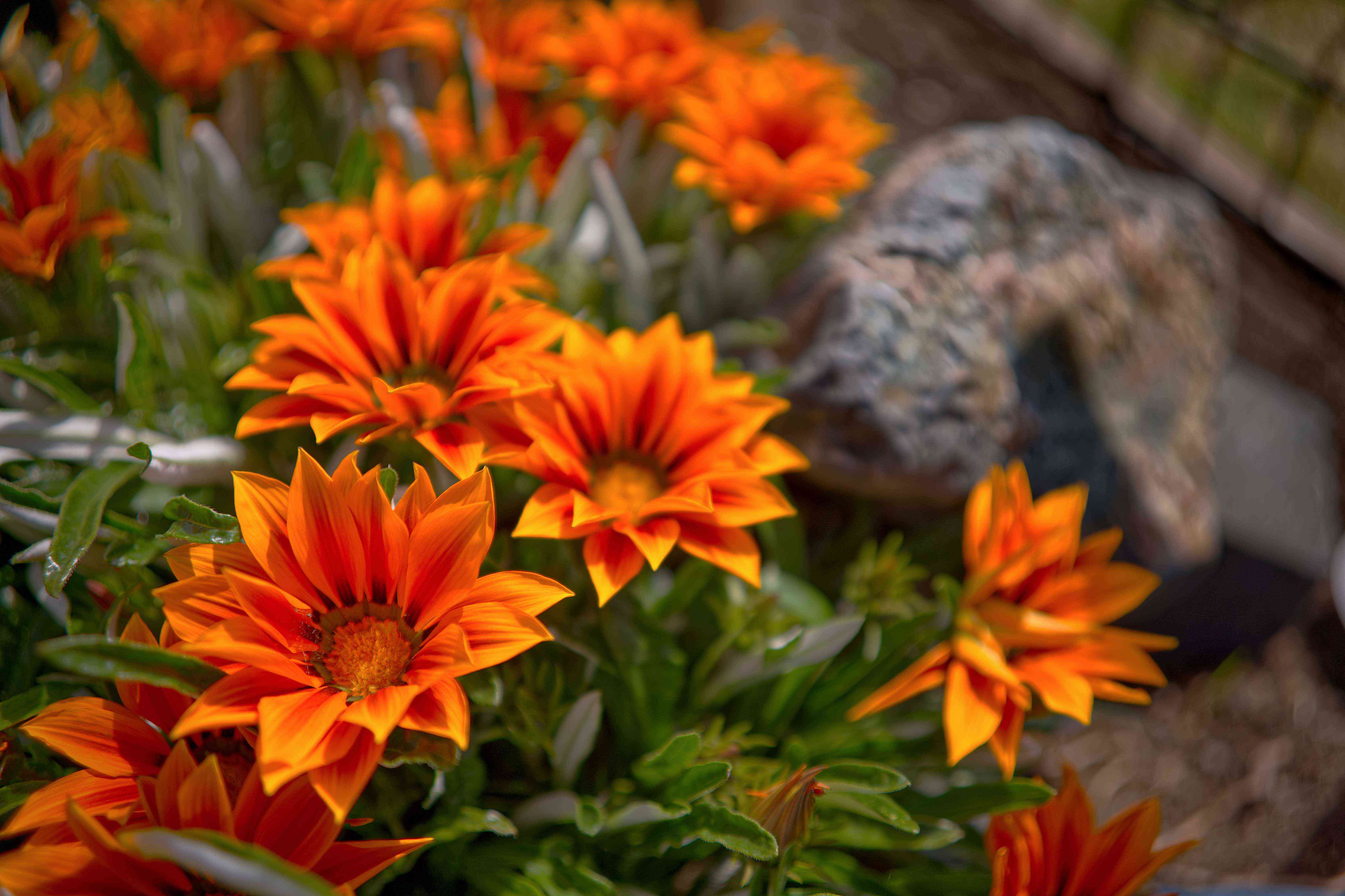 明亮的橙色热带花卉生长在小花园
