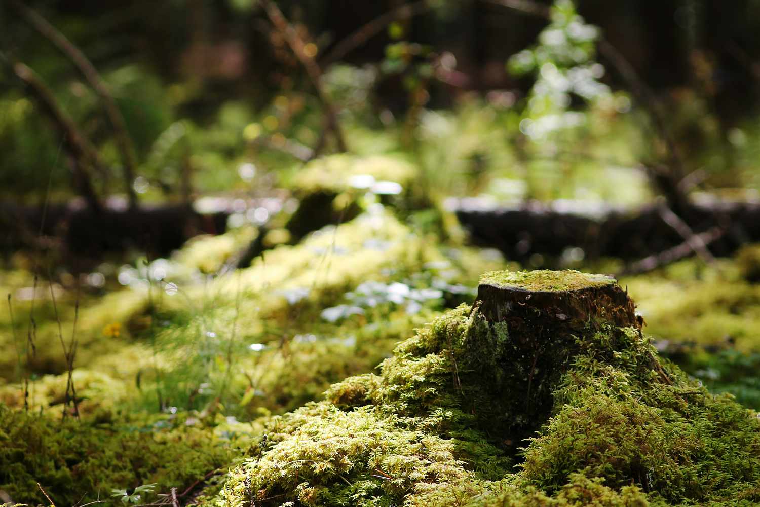 苔藓在树桩生长