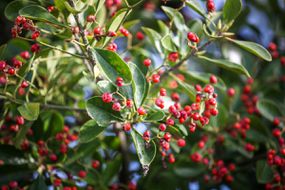 Yaupon Holly（Ilex Vomitoria）