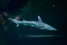Bonnethead Shark（Sphyrna Tiburo）“width=