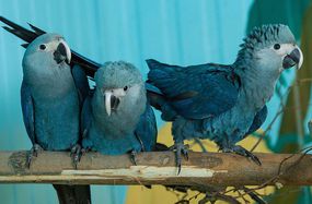 三个金刚鹦鹉又叫做小蓝金刚鹦鹉分支被囚禁