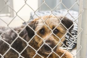 悲伤的胡须的牧羊犬混合犬被限制在动物收容所