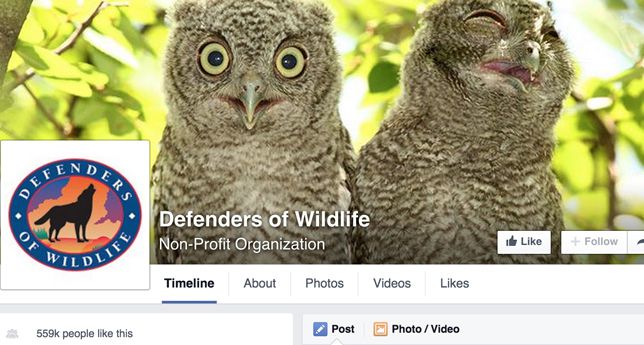 脸书上的野生动物保护者