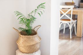 热带客厅棕榈室内室内植物，在厨房外面的草筐里＂width=