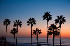 一条高大的棕榈树在一条五颜六色的日落和平静的海洋的线上