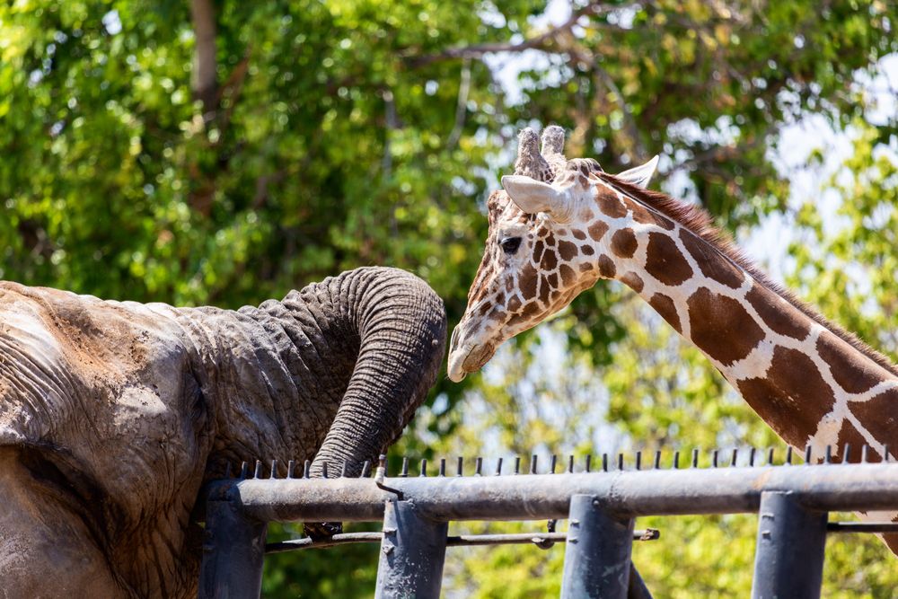 大象和长颈鹿在动物园里闲逛