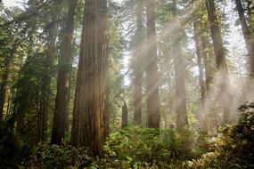 阳光透过树木照射的红杉森林