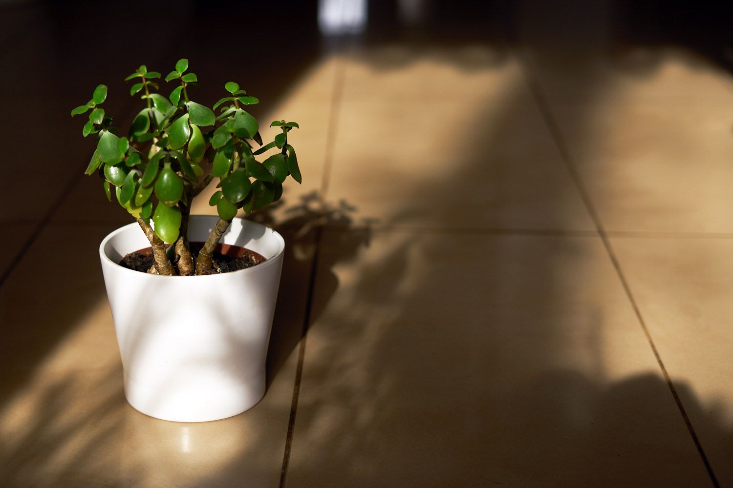 阳光下棕色瓷砖地板上白色的花盆里有光泽的绿色翡翠植物