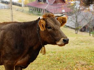 侧面拍摄小村庄前家养的铃铛项圈奶牛