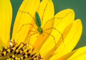 绿色山猫蜘蛛(Peucetia viridans)在黄色的花上