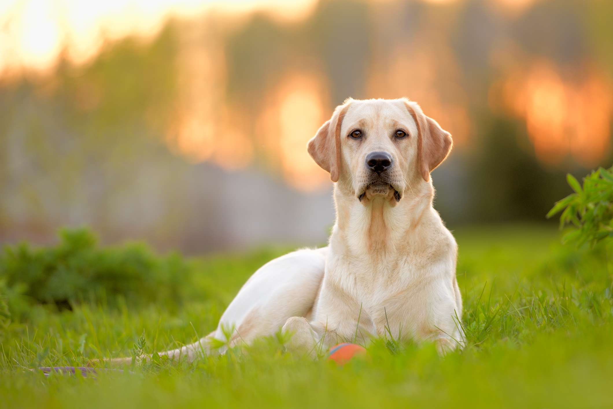 一只黄色的拉布拉多猎犬坐在绿色的草地上