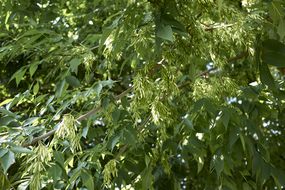 一棵绿白蜡树的种子和绿叶。