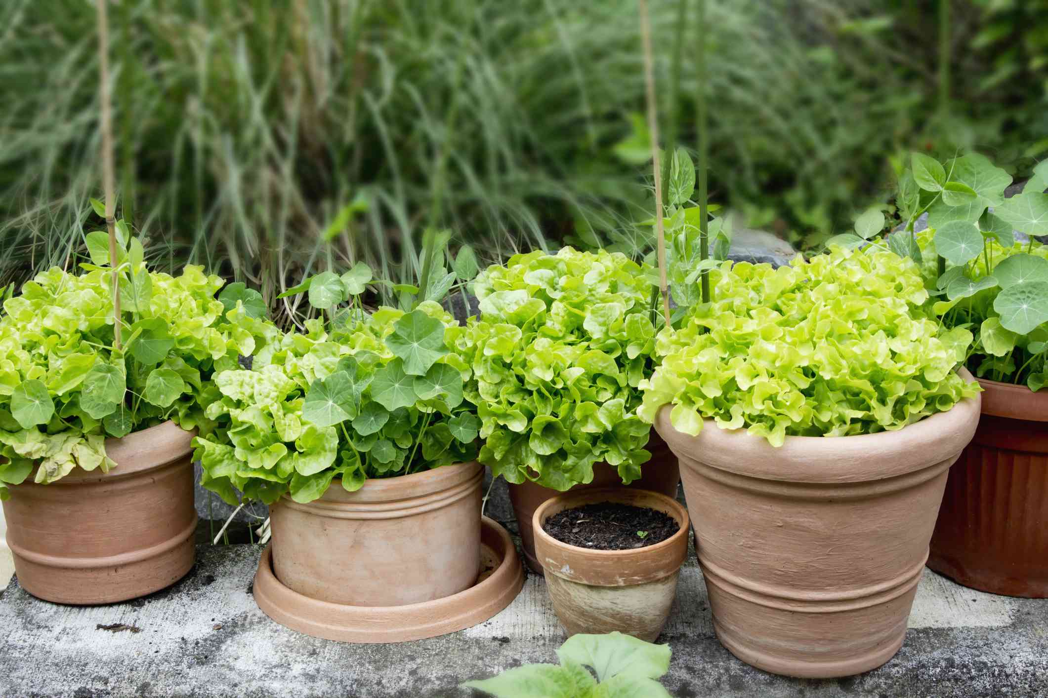 在陶土罐中种植药草和生菜，用于容器园艺。