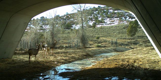 鹿用干溪隧道沿线美国160年在科罗拉多