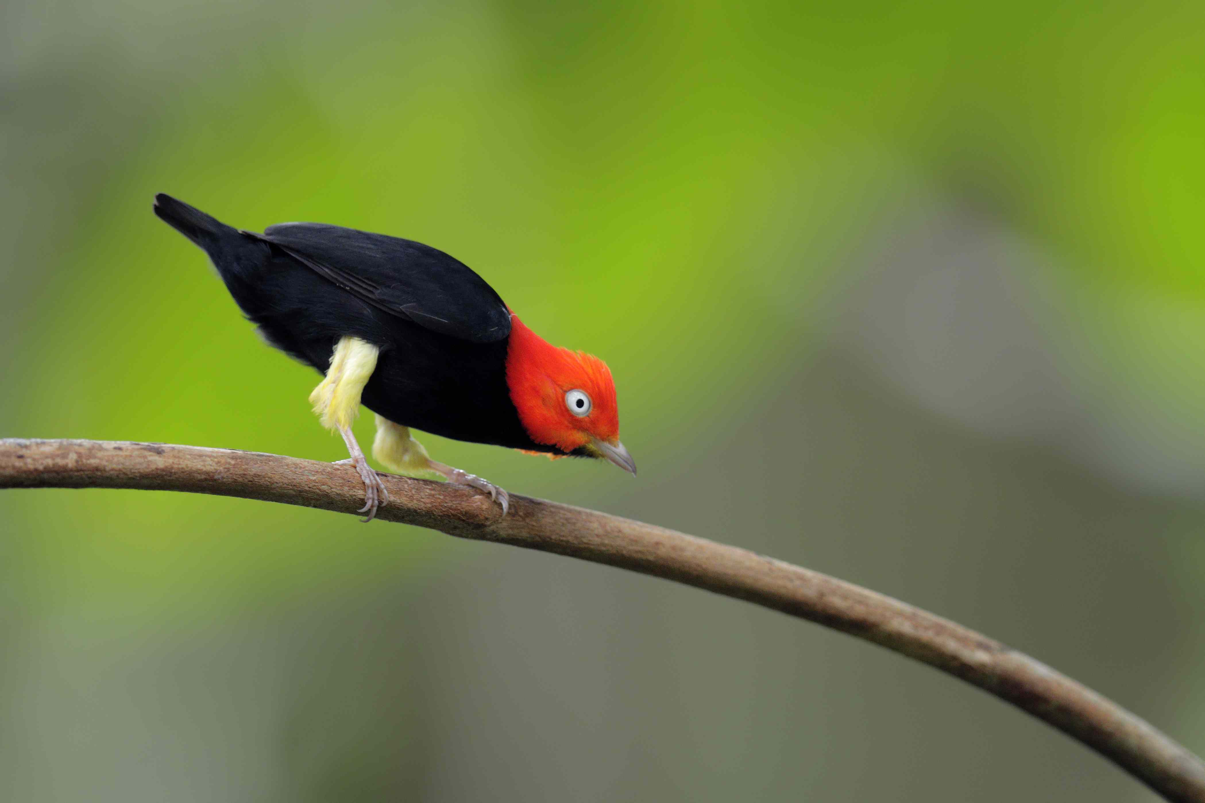 红顶侏儒鸟(Ceratopipra mentalis):一种黑色的鸟，红色的头和黄色的腿＂width=