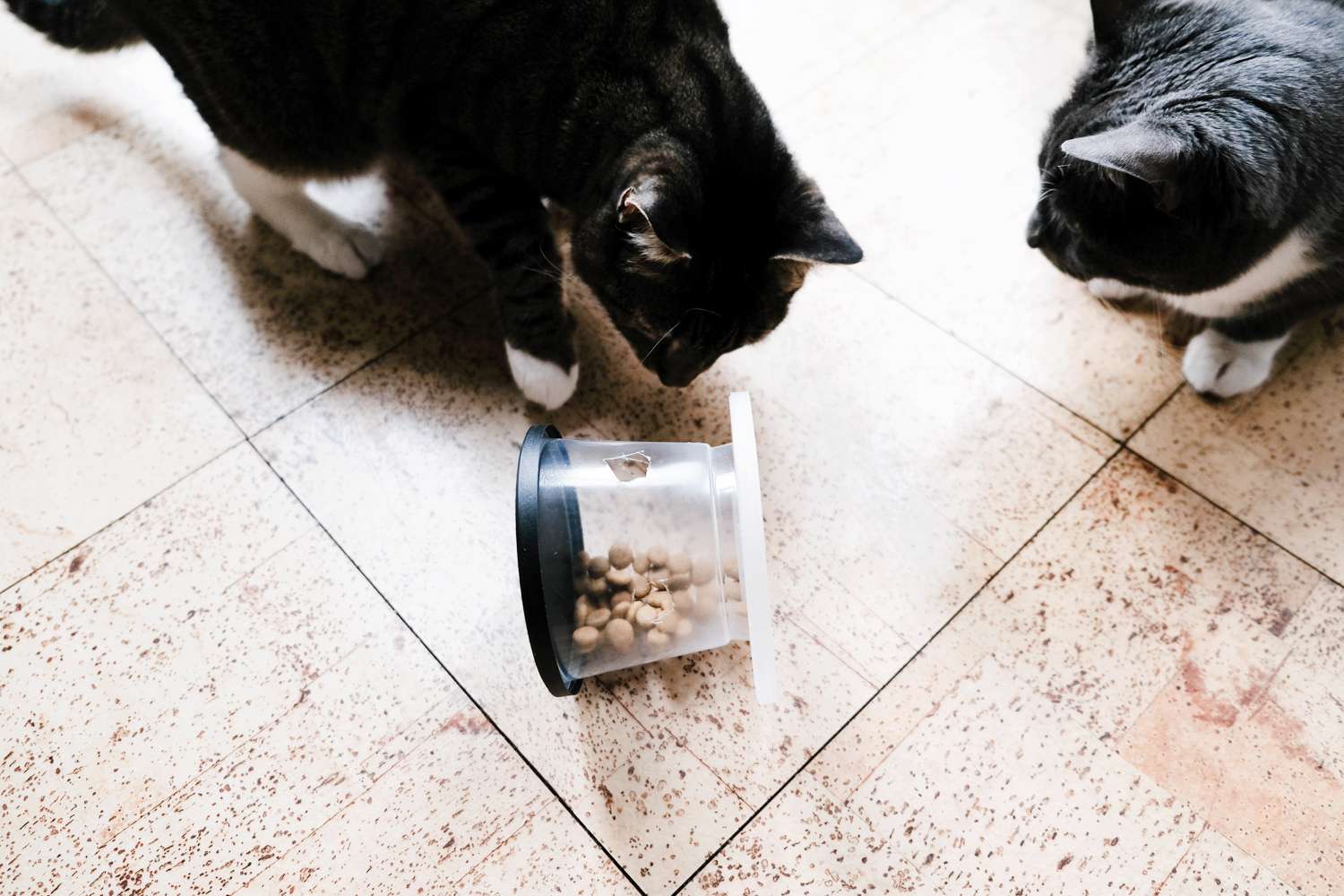 两只小猫在玩由回收塑料容器制成的DIY轮喂器