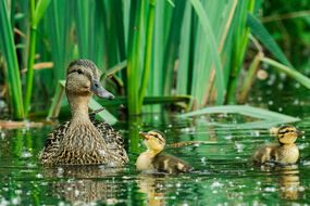 鸭妈妈带着两只小鸭在高高的绿草旁边的水道里游泳
