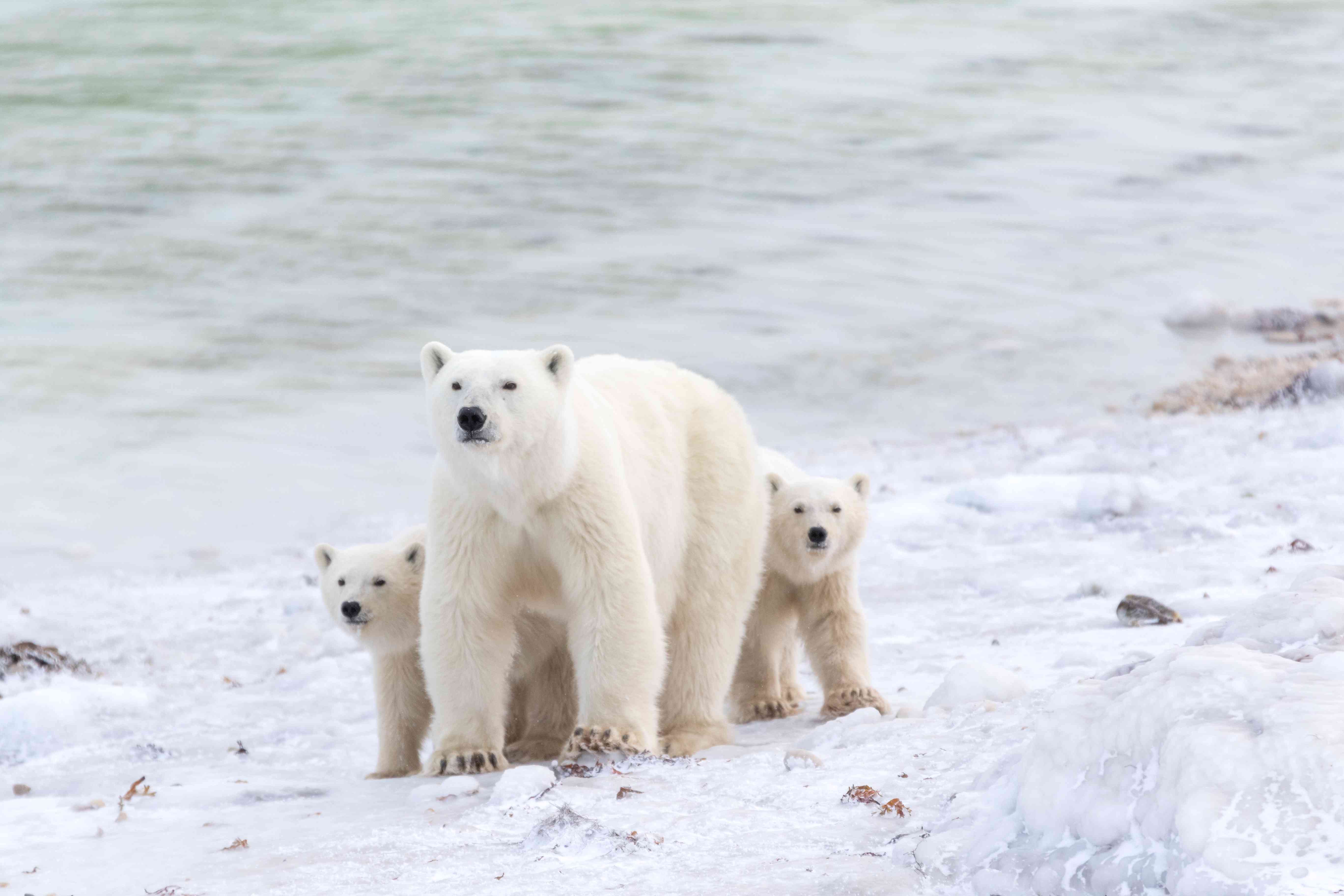 北极熊带着幼崽