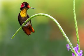 红宝石黄玉蜂鸟栖息在植物上＂width=