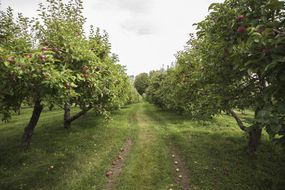 从果园里两排苹果树中间往下看