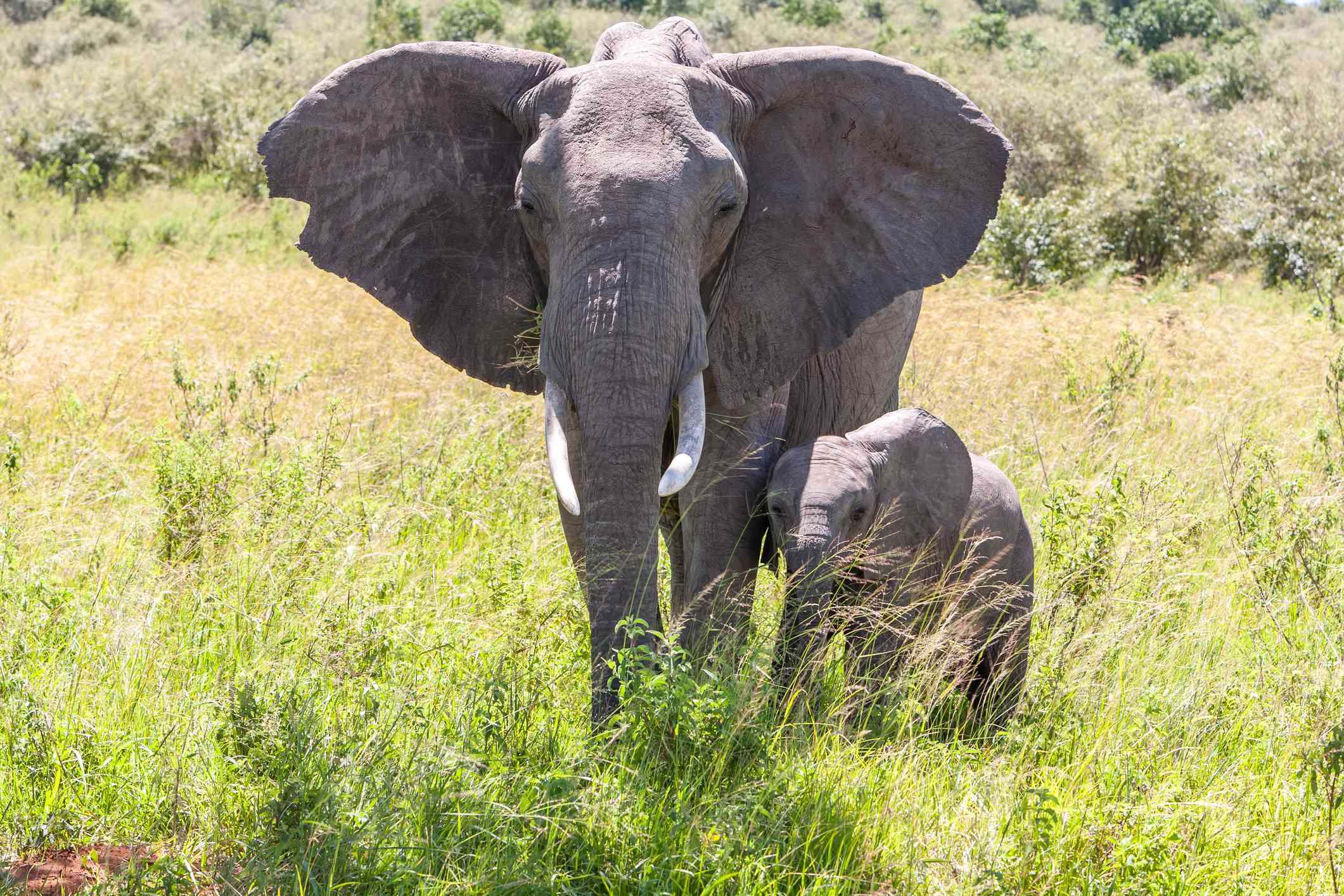 一只非洲象和她的小象肩并肩地在绿色的草地上