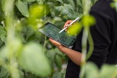 农学家使用数字平板电脑分析的种植园